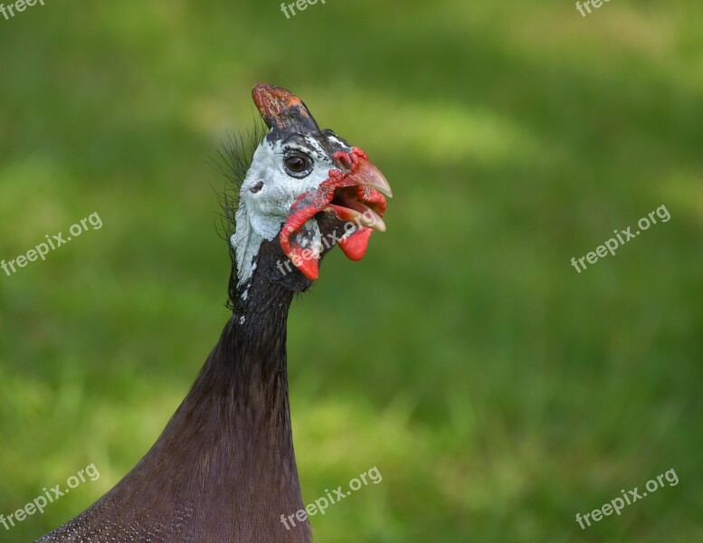 Guinea Fowl With Helmet Portrait Poultry Pintade De Numidie Casquée