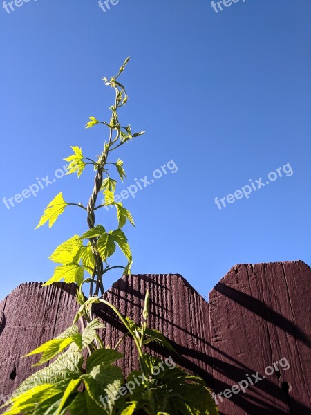 Ivy Sky Blue Growth Climbing