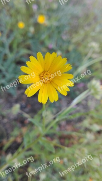 Yellow Daisy Flower Yellow Flower Nature Margaret Wild