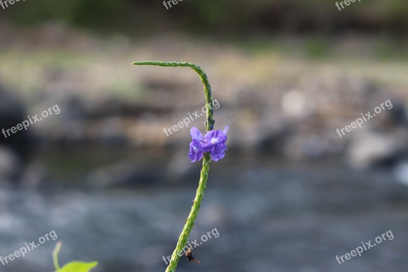 Wild Flower Jamaicensis Purple Porterweed Blue