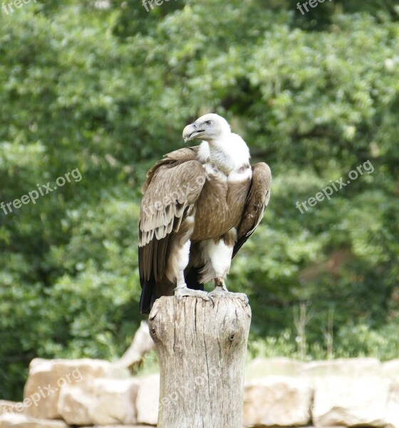 Vulture Birds Scavengers Raptor Bird Of Prey