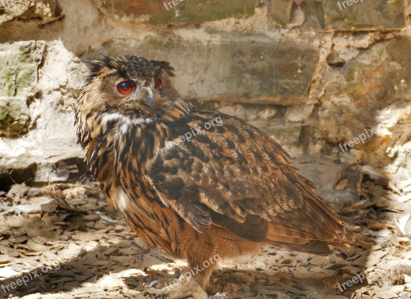 Eagle Owl Bird Owl Feather Bird Of Prey