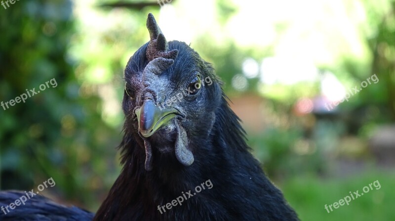 Ayam Cemani Chicken Hen Nature Pinnate Animal