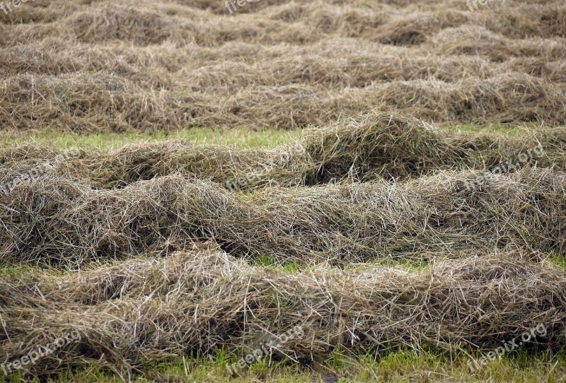 Hay Dried Turned Meadow Cattle Feed