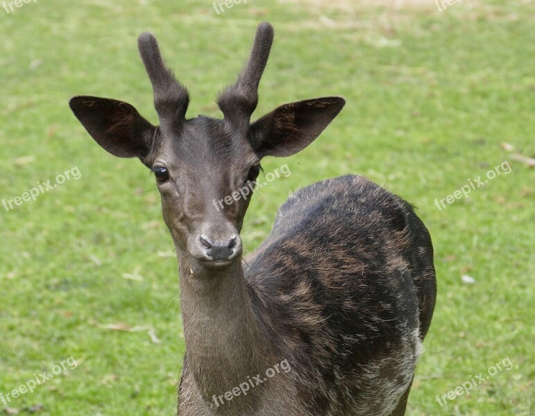 Fallow Deer Forest Hirsch Nature Mammal