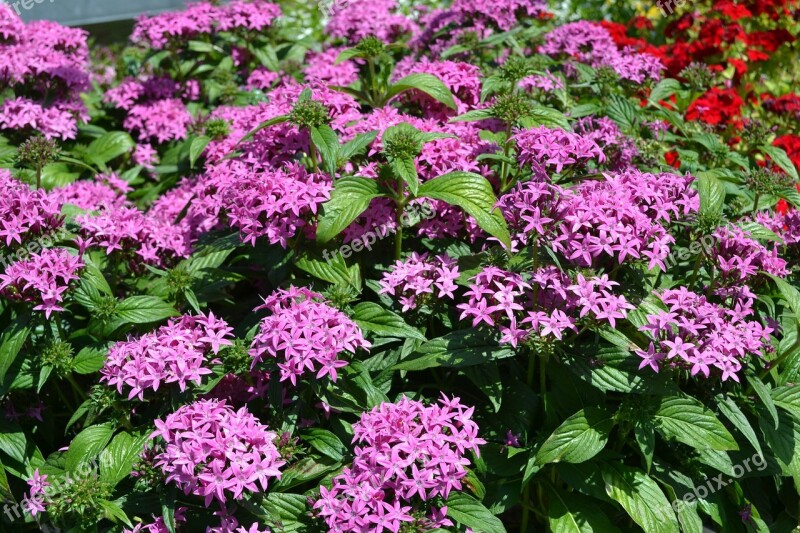 Annual Flowers Plants Purple Ground Cover