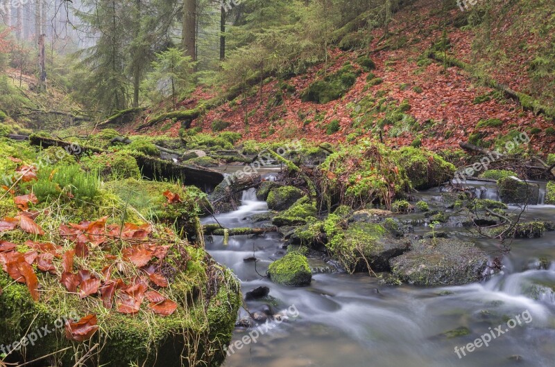 Forest Creek Spring Nature Water