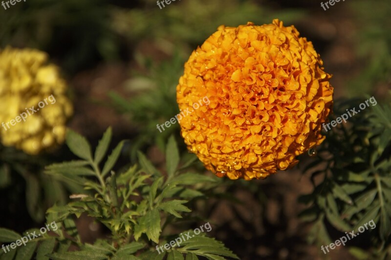 Marigold Flower Summer Garden Flower Beautiful Flower