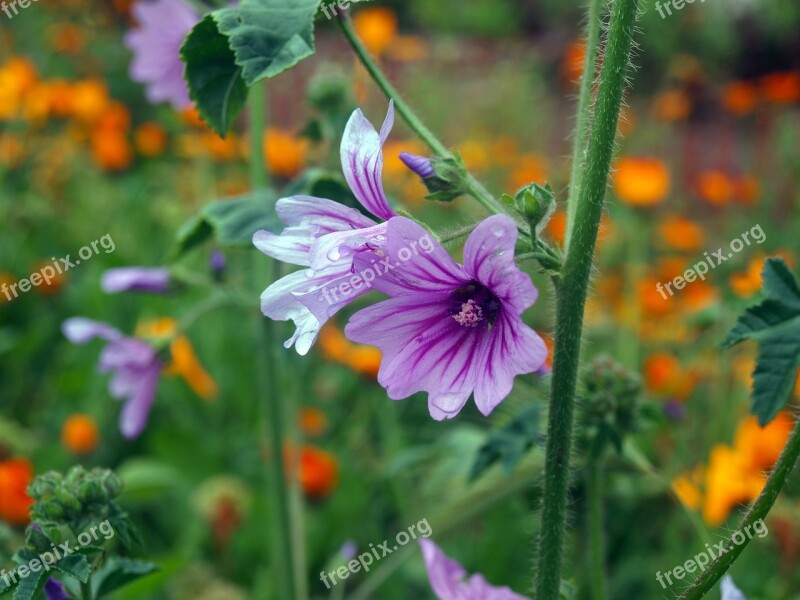 Wild Flower Geranium Needle Of Salamanca Wild Flowers Flowers