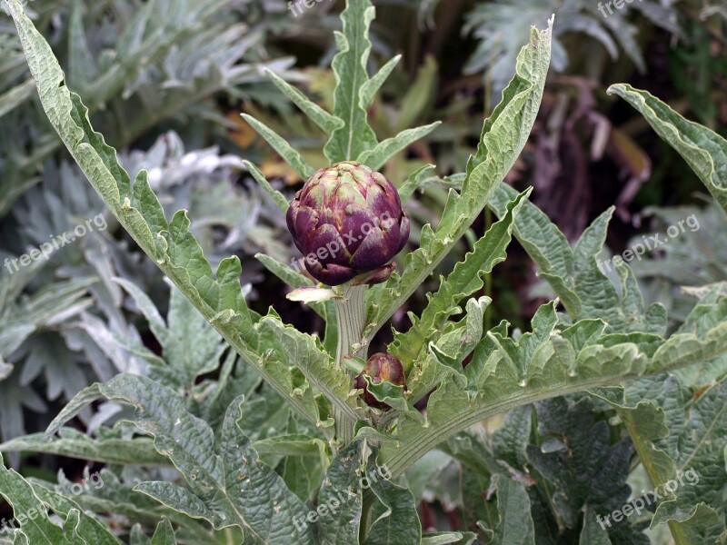 Artichoke Food Huerta Herbaceous Plant Green Leaves