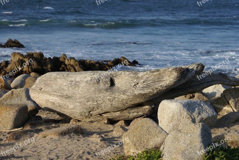 Deadwood Shark Beach California Fish