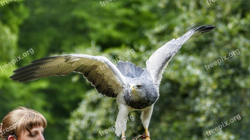 Griffin Bird Raptor Access Nature