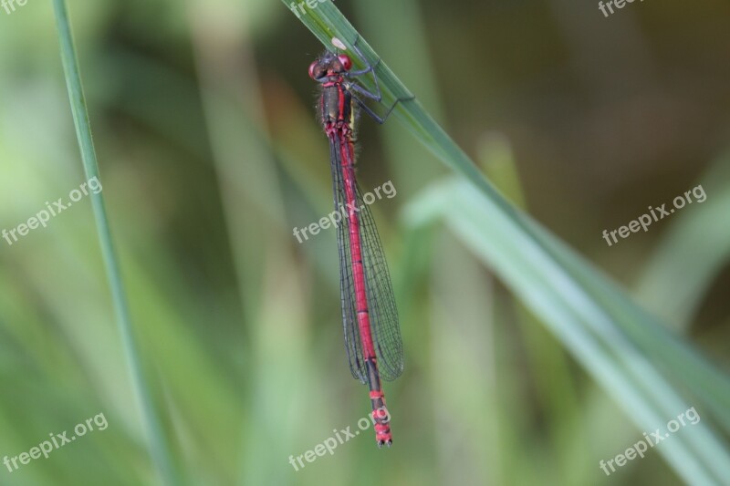 Pyrrhosoma Nymphula Early Adonis Dragonfly Adonis Dragonfly Early Adonis Maiden Dragonfly