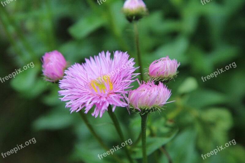 Flowering Pink Flowers Perennial Pink Flower Perennial Flowers