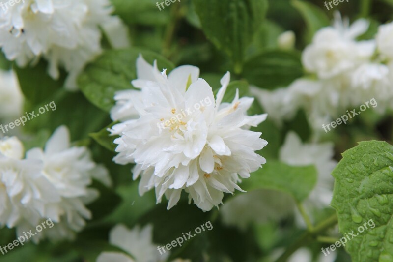 Mock-orange Seringat White Flowers White Flower White Petals