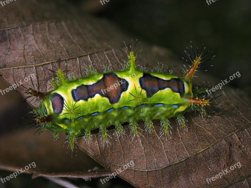 Insects Deep Color Spiky Wild