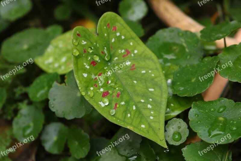 Leaf Nature Gar Plant Green