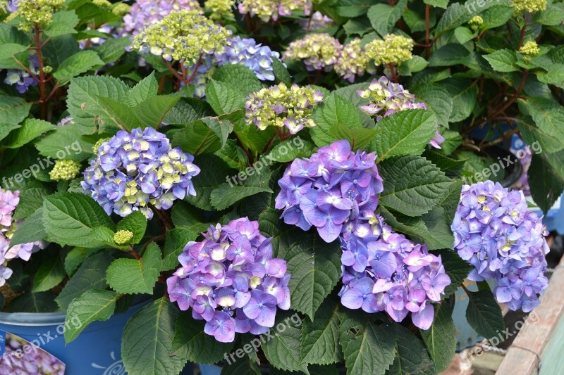 Hydrangea Endless Summer Purple Flowers Gardening