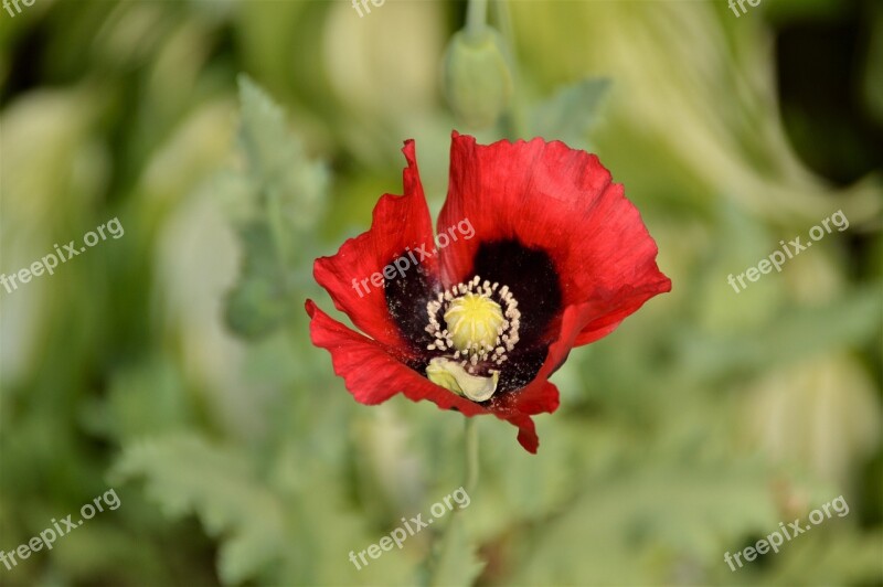 Poppy Flowers Plants Red Red Flower