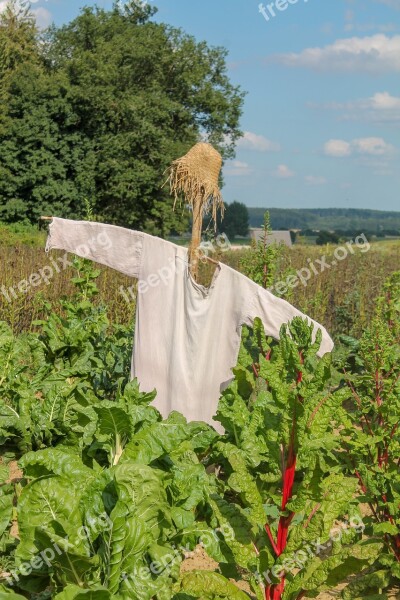 Scarecrow Birds Vegetable Field Field Bed