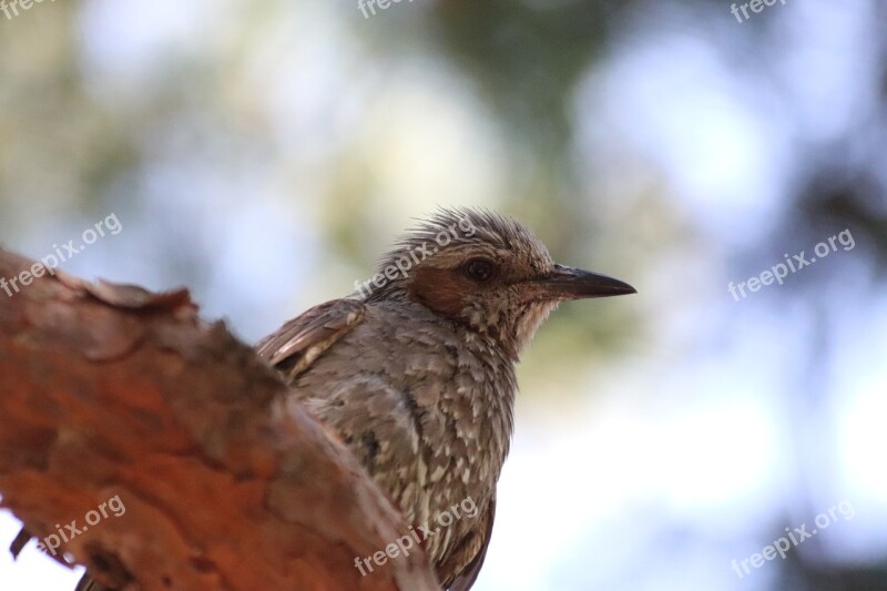 Direct Foil Copper Passerine Birds Park Free Photos