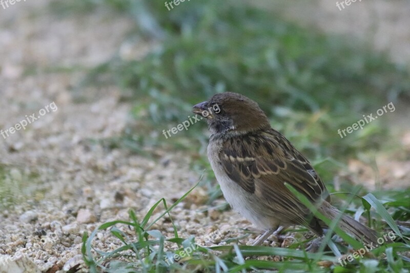 Sparrow New Park Birds Outdoors