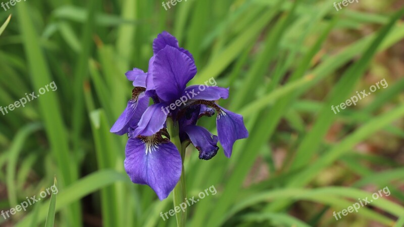 Iris Flowers Vivid See Flowers Free Photos