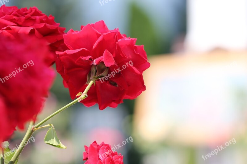 Corpus Christi Feast Red Roses Arrangement Tradition Procession Holiday