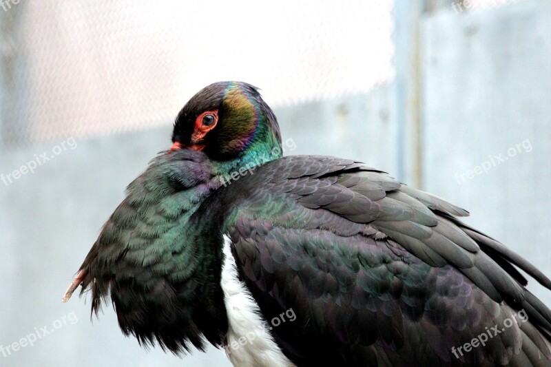 Stork Black Stork Bird Feathered Race Nature