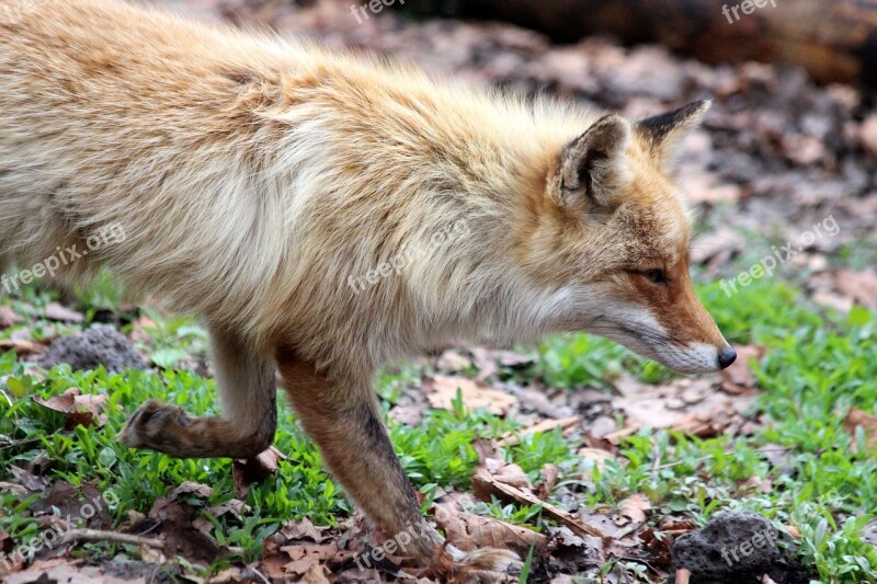 Fox The Red Fox Vulpes Vulpes Red Fox Forest Animal