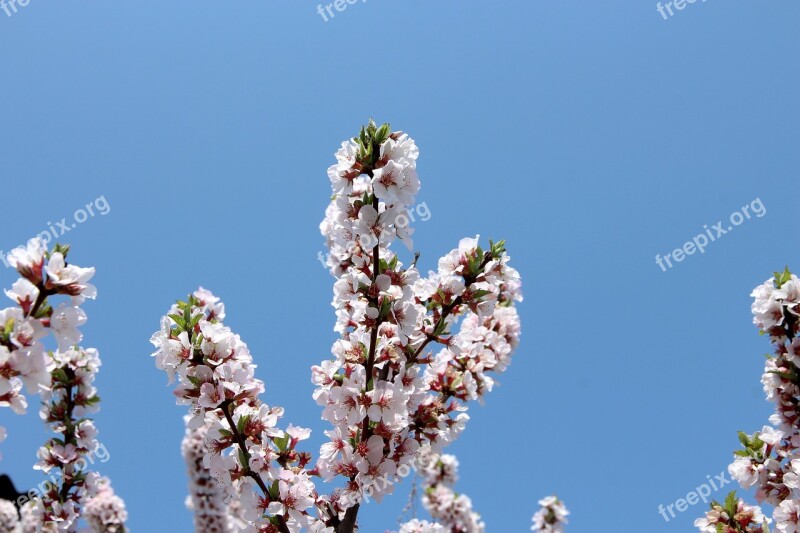 Cherry Bloom Cherry Blossoms Spring White Flowers