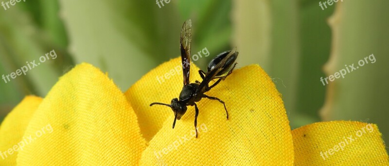 Macro Insect Wasp Garden Colombia