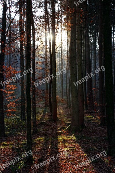 Solar Forest Tree Sunlight Nature