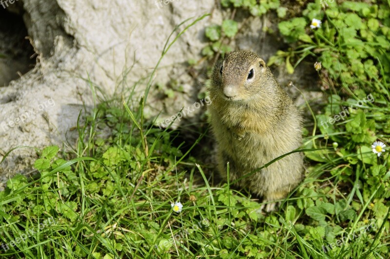 Animal Ground Squirrel Close Up Spermophilus Citellus Mammal