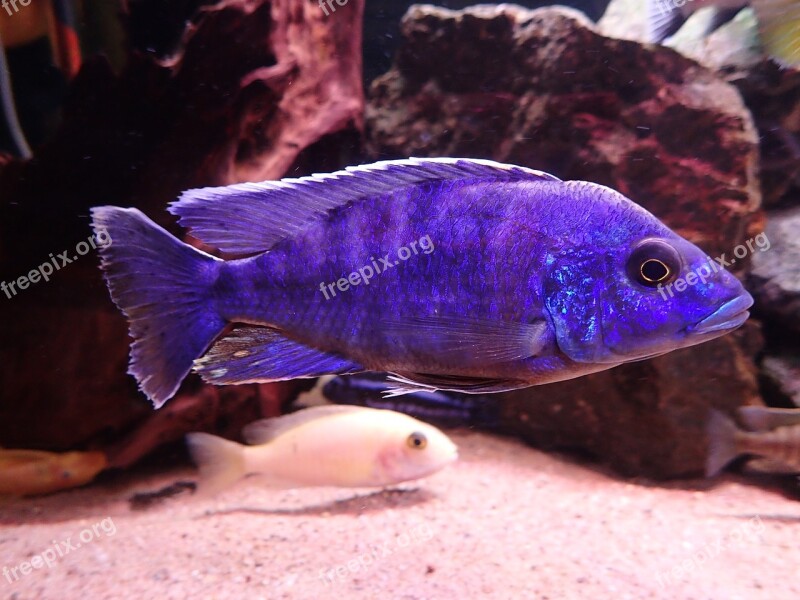 Fish Aquarium Freshwater Fishy Blue