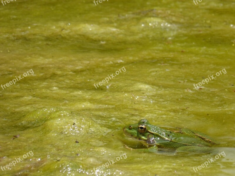 Frog Algae Stalking Camouflage Raft