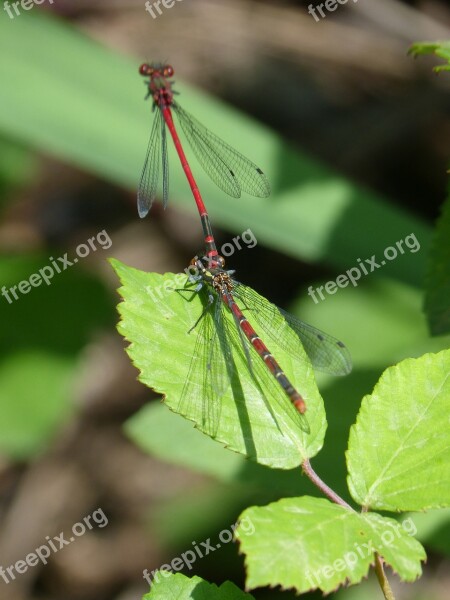 Dragonfly Damselfly Couple Copulation Leaf