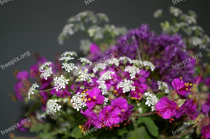 Bouquet Of Flowers Filigree Cranesbill Wild Plants Nature