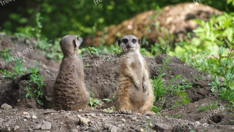 Meerkat Zoo Animals Nature Tiergarten