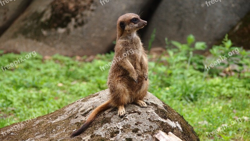 Meerkat Zoo Animals Nature Tiergarten