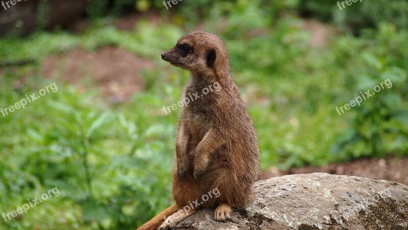 Meerkat Zoo Animals Nature Tiergarten