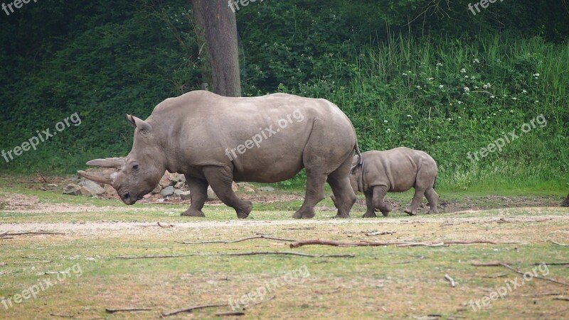 Rhino Rhino Young Steppe Big Game Rhinoceros