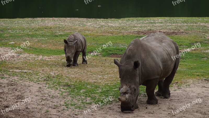 Rhino Rhino Young Steppe Big Game Rhinoceros