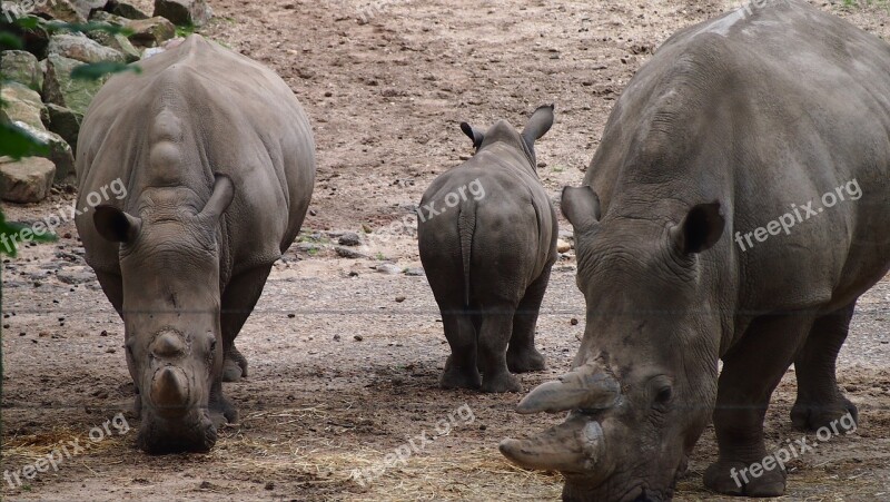 Rhino Rhino Young Steppe Big Game Rhinoceros