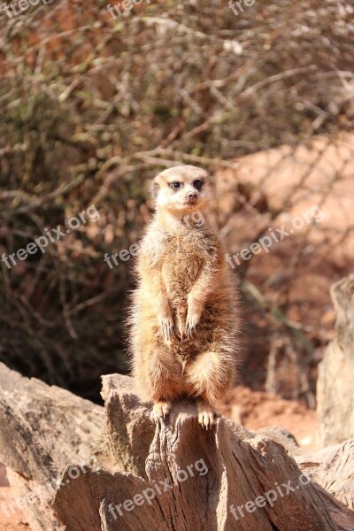 Meerkat Curious Zoo Animal Mammal