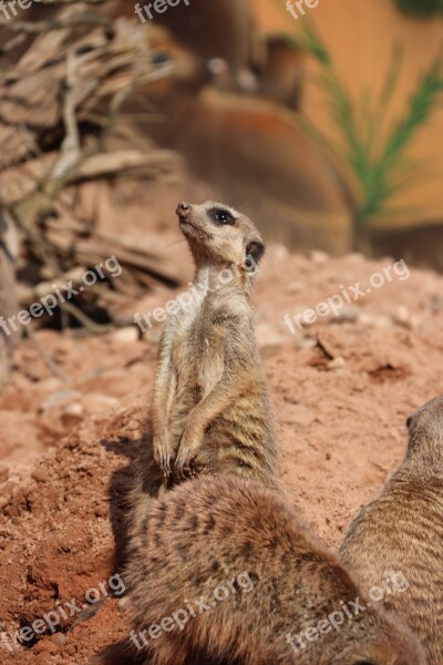 Meerkat Curious Zoo Animal Mammal