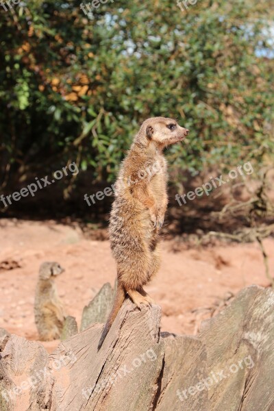 Meerkat Cute Curious Zoo Animal