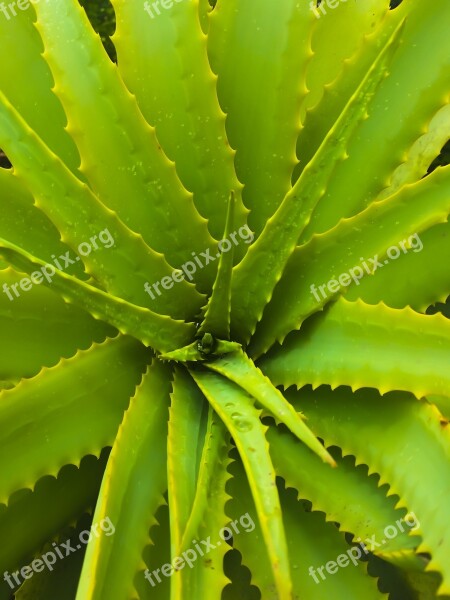 Aloe Vera Spikes Succulent Jmvh Plant