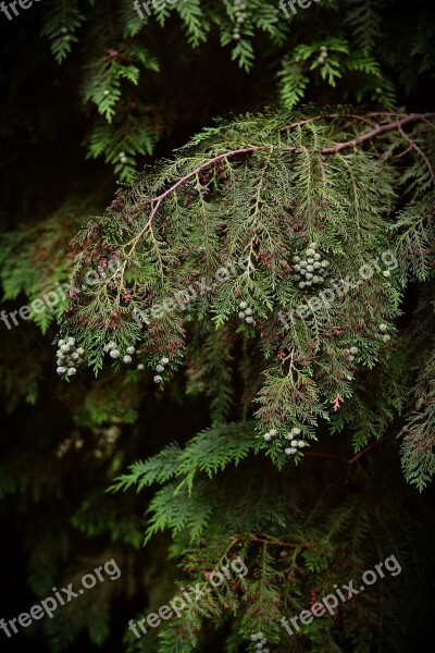 Tree Of Life Cypress Under Glass Tree Evergreen Cupressaceae