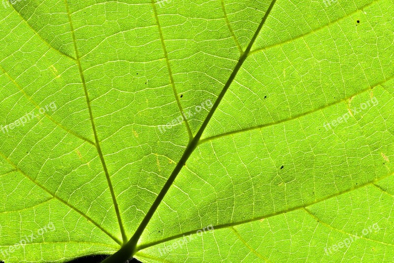 Leaf Bottom Linde Nature Light